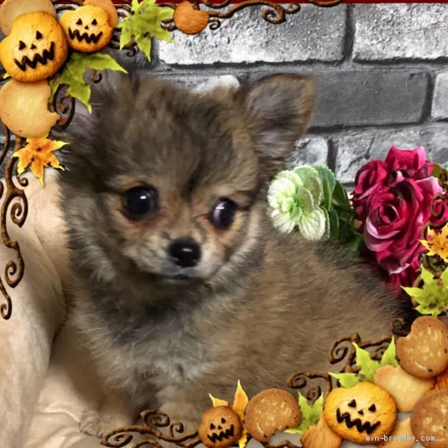 J.Y 様のお迎えした子犬