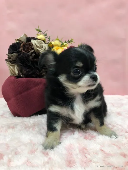 おやりん 様のお迎えした子犬