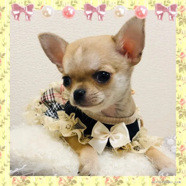 M.A 様のお迎えした子犬