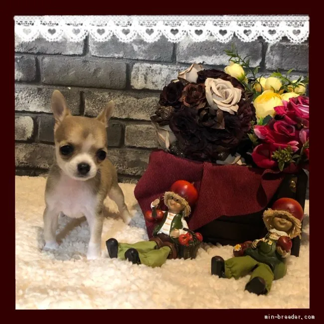 ID：2010-00554の子犬