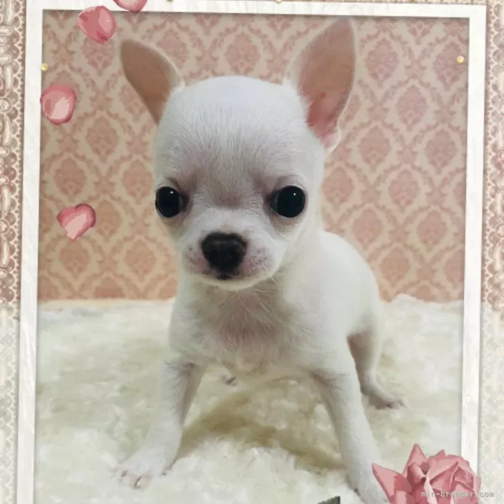 ID：2312-06345の子犬