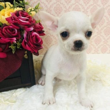 チワワ(スムース)【千葉県・男の子・2023年7月7日・ホワイト&クリーム】の写真「🌰しっかりした落ち着いた子🌰」