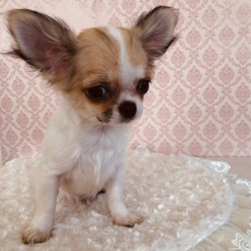 チワワ(ロング)【千葉県・女の子・2022年12月17日・ホワイト&フォーン】の写真「🧸ベビーフェイスで抜群の可愛さです。小さい子🧸」