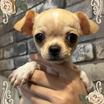 チワワ(スムース)【千葉県・女の子・2024年2月11日・レッド】の写真「🎀とっても可愛いスムチーちゃん🎀週末価格です」