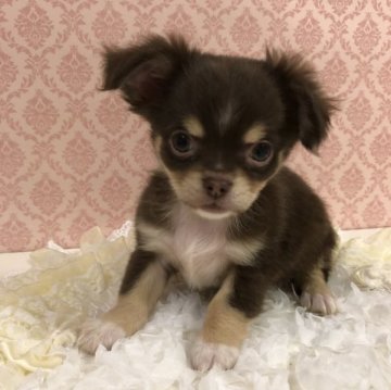 チワワ(ロング)【千葉県・男の子・2022年12月24日・チョコタン&ホワイト】の写真「🧸元気一杯で可愛い男の子🧸」