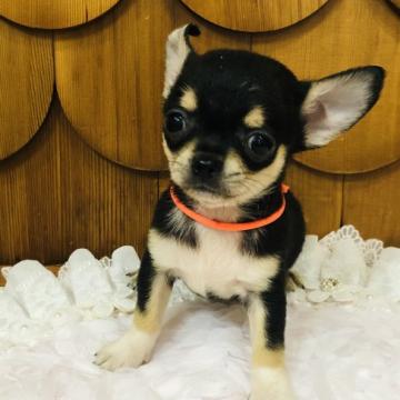 チワワ(スムース)【千葉県・男の子・2022年5月19日・ブラックタン】の写真「しっかりした元気な男の子です❤️お引き渡し可能」