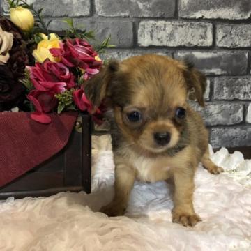 チワワ(ロング)【千葉県・男の子・2022年6月1日・レッド】の写真「モフモフ元気な男の子です❤️」