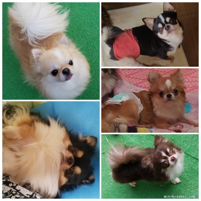 鈴木由香ブリーダー