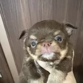 チワワ(ロング)【茨城県・男の子・2025年9月24日・チョコタンホワイト】の写真2