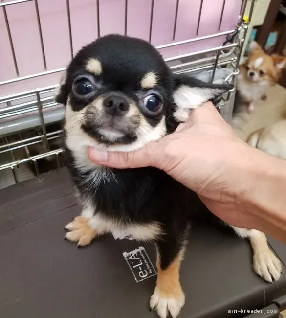 あーこ 様のお迎えした子犬