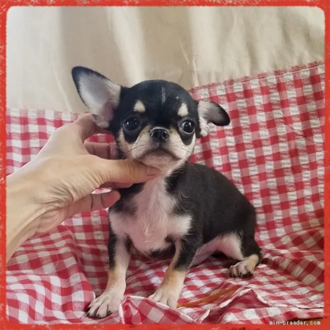 こつぶ 様のお迎えした子犬