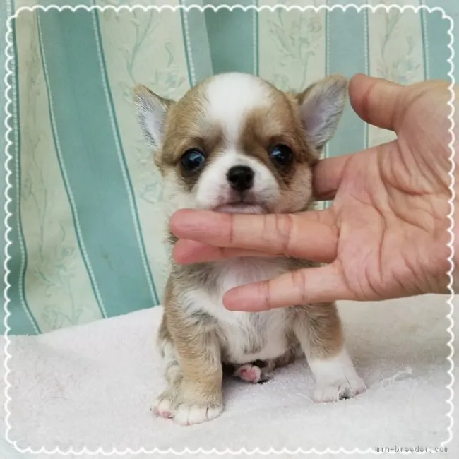 maru 様のお迎えした子犬