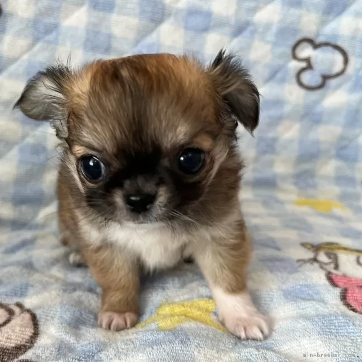 ID:2501-05947の子犬