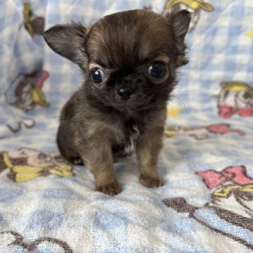 チワワ(ロング)【埼玉県・男の子・2024年11月25日・セーブル】の写真「くりっくりお目目の可愛い子です❤︎」