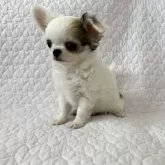 チワワ(ロング)【埼玉県・男の子・2025年2月7日・レッドスポッテッドオンホワイト】の写真4