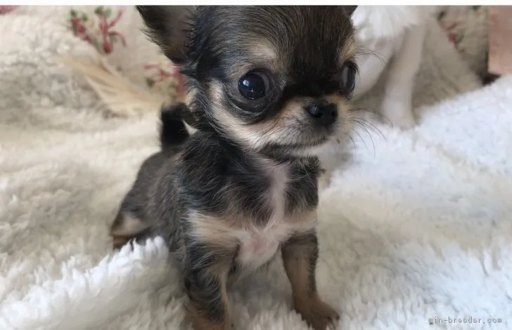 ID：1712-00623の子犬