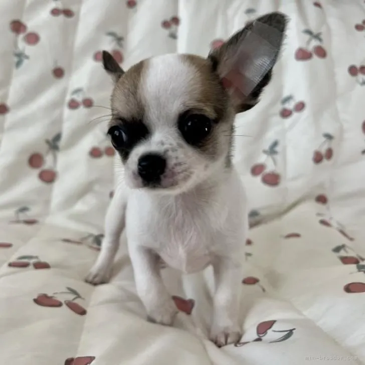 ID：2211-01639の子犬