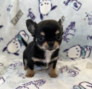 チワワ(ロング)【埼玉県・男の子・2021年10月22日・ブラックタン】の写真「人が大好きな男の子♡」