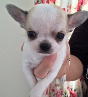 チワワ(スムース)【埼玉県・男の子・2014年8月28日・ホワイト&レッド 白茶パーティ】の写真「人気のスムース・毛色、どこをとっても完璧な美男子」