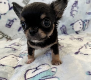 チワワ(ロング)【埼玉県・男の子・2021年10月19日・ブラックタン】の写真「人が大好きな子です♡」