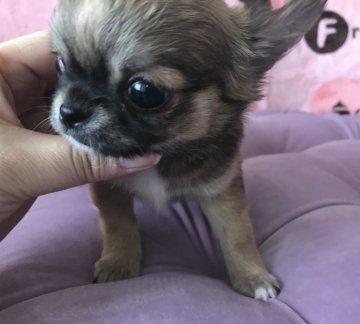 チワワ(ロング)【埼玉県・男の子・2019年1月2日・レッド&ホワイト】の写真「口元ぷっくりで顔のバランスの良い可愛い子です」