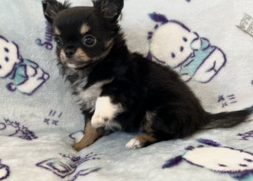 チワワ(ロング)【埼玉県・女の子・2021年10月11日・ブラックタン】の写真「黒目がちな可愛い女の子です♡」