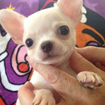 チワワ(スムース)【埼玉県・男の子・2014年6月20日・クリーム】の写真「パパ有名犬舎様JKCCH　人気のクリーム　スムース」