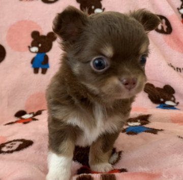 チワワ(ロング)【埼玉県・男の子・2019年8月25日・チョコレート&タン】の写真「モフモフふわふわbaby」