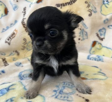 チワワ(ロング)【埼玉県・男の子・2021年11月28日・ブラックタン】の写真「白目がほぼなく黒目で可愛いです♡」