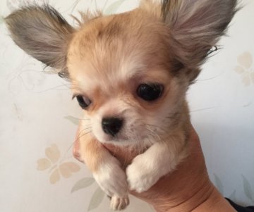 チワワ(ロング)【埼玉県・男の子・2015年11月1日・レッド&ホワイト】の写真「ドワーフ。パパJKCCH・ママJKCCH直子。」