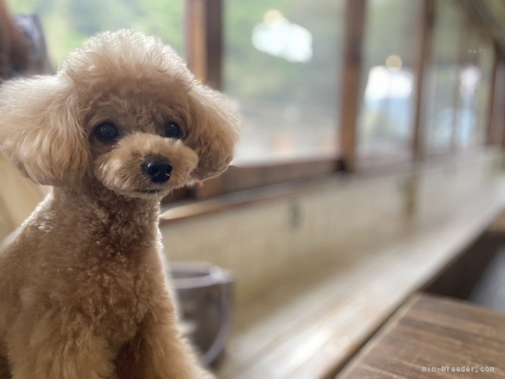 河谷　和則(かわたに　よしのり)ブリーダー(広島県・トイプードル・JKC登録)の紹介写真10
