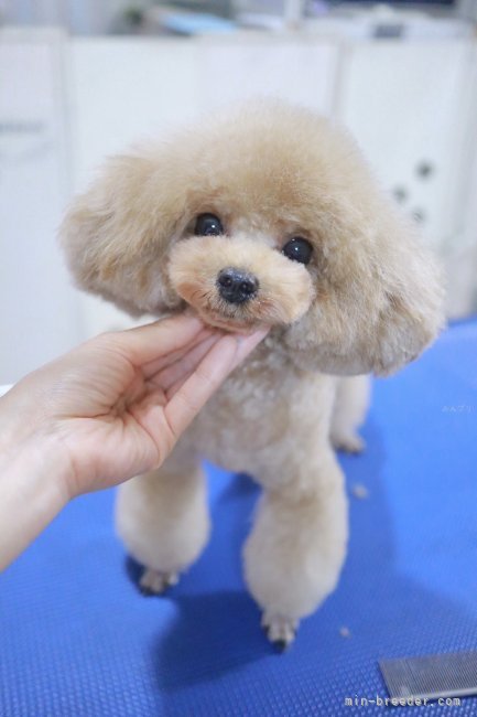 お散歩はドッグランでのびのび遊んでます。｜河谷　和則(かわたに　よしのり)ブリーダー(広島県・トイプードル・JKC登録)の紹介写真3