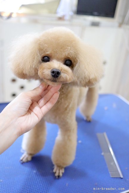 河谷　和則(かわたに　よしのり)ブリーダー(広島県・トイプードル・JKC登録)の紹介写真5