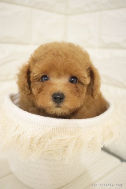 河谷　和則(かわたに　よしのり)ブリーダー(広島県・トイプードル・JKC登録)の紹介写真7