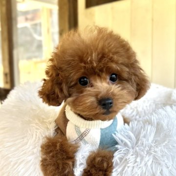 トイプードル(タイニー)【広島県・男の子・2024年9月25日・レッド】の写真「モフモフの可愛い男の子」