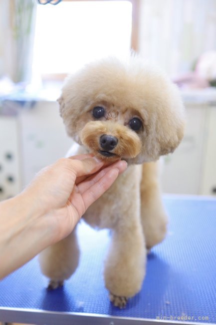 トイプードル【・女の子・2022年1月20日・アプリコット】