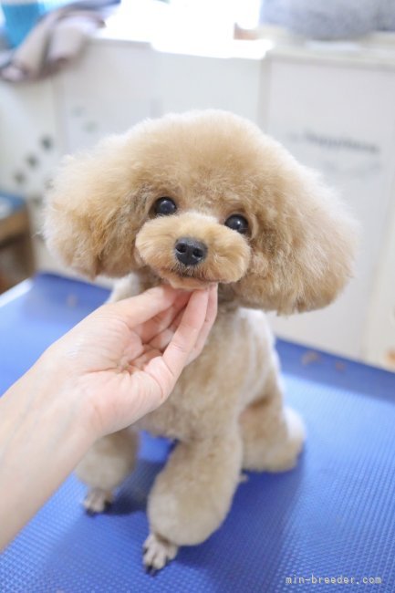 トイプードル【・女の子・2021年2月1日・レッド】