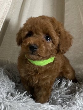 トイプードル(タイニー)【広島県・男の子・2021年9月19日・レッド】の写真「甘えん坊の男の子💕」