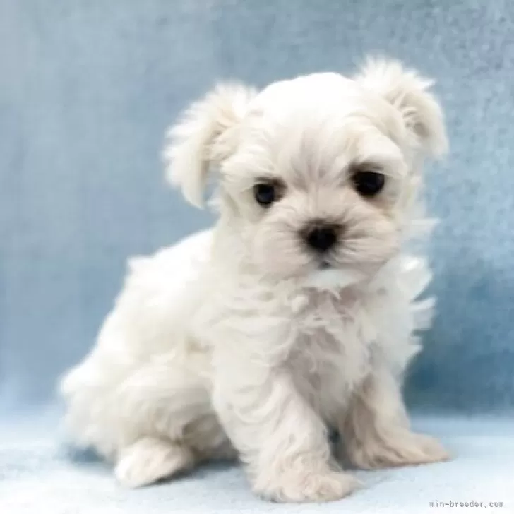 ID:2508-07624の子犬