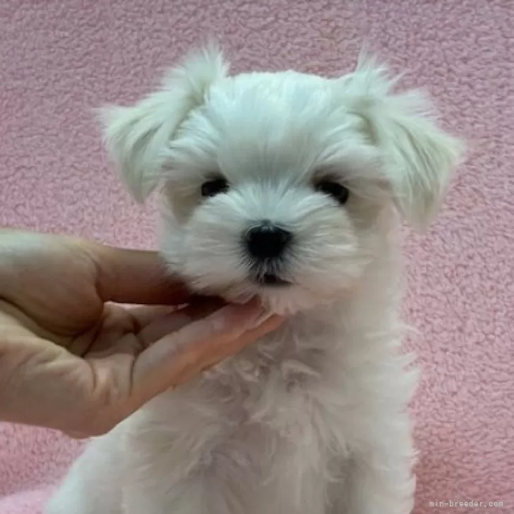ID：2508-07636の子犬