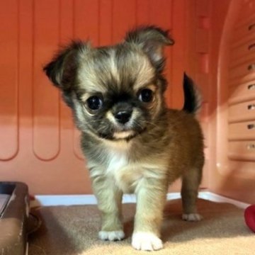 チワワ(ロング)【東京都・男の子・2025年9月23日・レッド&ホワイト】の写真「超絶イケメン君！」