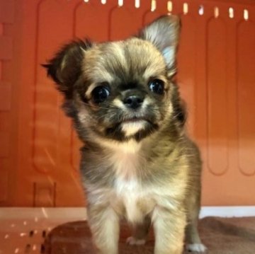 チワワ(ロング)【東京都・男の子・2025年9月23日・レッド&ホワイト】の写真「とてもおチビな男の子。」