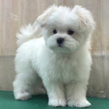 マルチーズ【東京都・男の子・2025年9月26日・ホワイト】の写真「むっちむちの【まるお君】。」