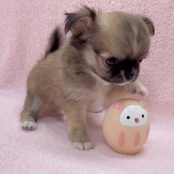 チワワ(ロング)【東京都・男の子・2025年9月23日・レッド&ホワイト】の写真「超絶イケメン君！」