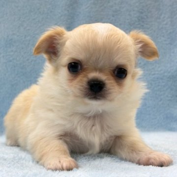 チワワ(ロング)【東京都・男の子・2025年9月23日・フォーン&ホワイト】の写真「詰まったお顔の男の子！」