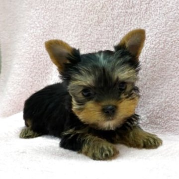 ヨークシャーテリア【東京都・女の子・2025年7月8日・スティールブルー&タン】の写真「とても凛々しいお顔です！」