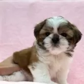 シーズー