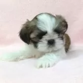 シーズー【東京都・女の子・2024年12月10日・ホワイト&ゴールド】の写真1「めっちゃ可愛いよ！」