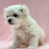 マルチーズ【東京都・男の子・2025年9月26日・ホワイト】の写真3「まんまるお目目。」