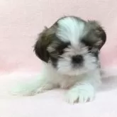 シーズー【東京都・女の子・2024年12月10日・ホワイト&ゴールド】の写真3「寛ぎ中。」